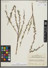 Foto von Salix repens subsp. rosmarinifolia (L.) Andersson